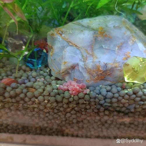 麗江龍魚的卵長什么樣