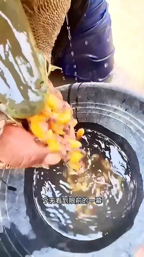 麗江龍魚的卵長什么樣