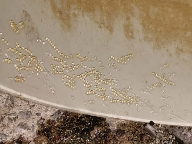 麗江龍魚的卵長什么樣