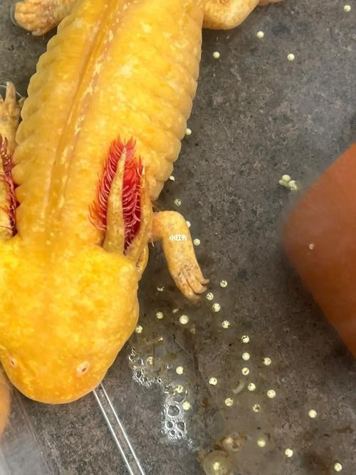 麗江龍魚的卵長什么樣