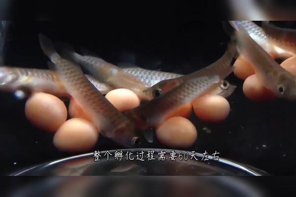 麗江龍魚的卵長什么樣