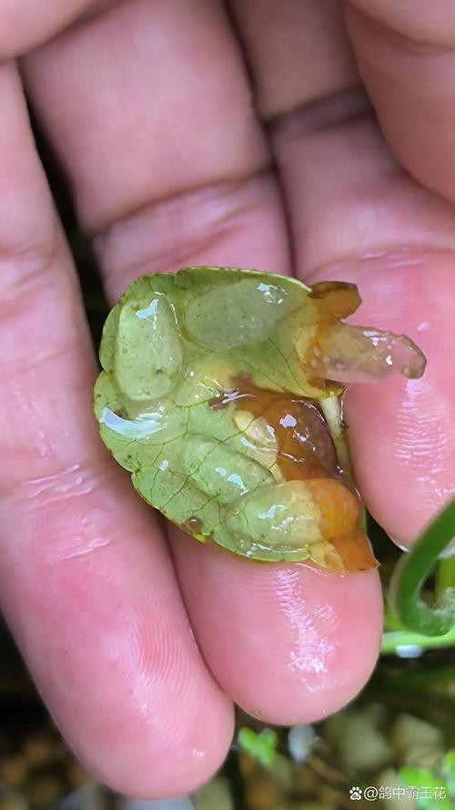 麗江龍魚的卵長什么樣