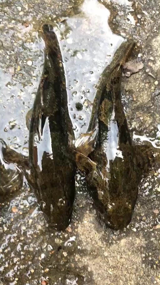 淡水老虎魚圖片