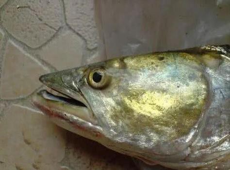 淡水老虎魚圖片