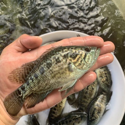 淡水老虎魚圖片