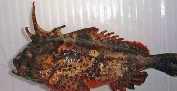 淡水老虎魚圖片