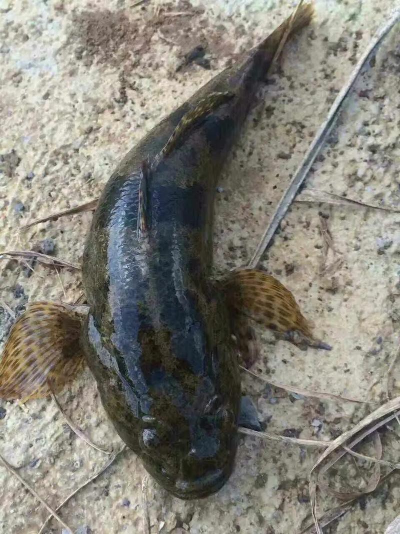 淡水老虎魚圖片