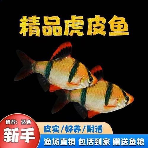 淡水老虎魚圖片