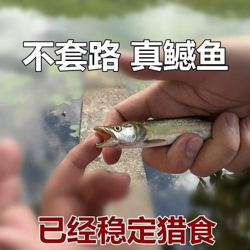 淡水老虎魚圖片