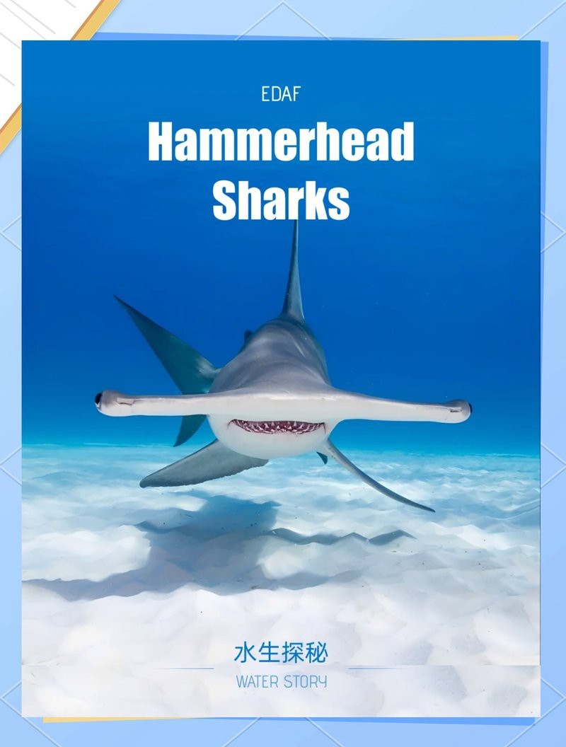 雙髻鯊怎么讀
