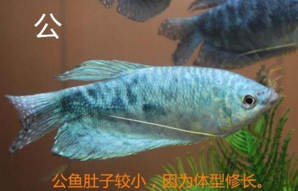 曼龍魚公母區分圖