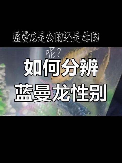 曼龍魚公母區分圖