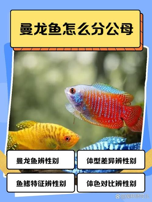 曼龍魚公母區分圖