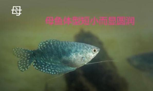 曼龍魚公母區分圖