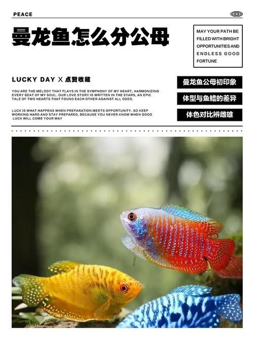 曼龍魚公母區分圖