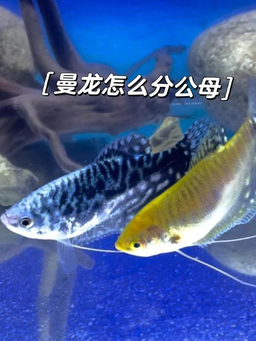 曼龍魚公母區分圖