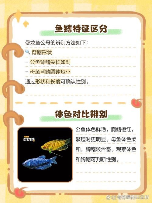 曼龍魚公母區分圖
