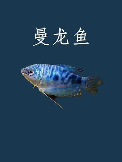 曼龍魚公母區分圖