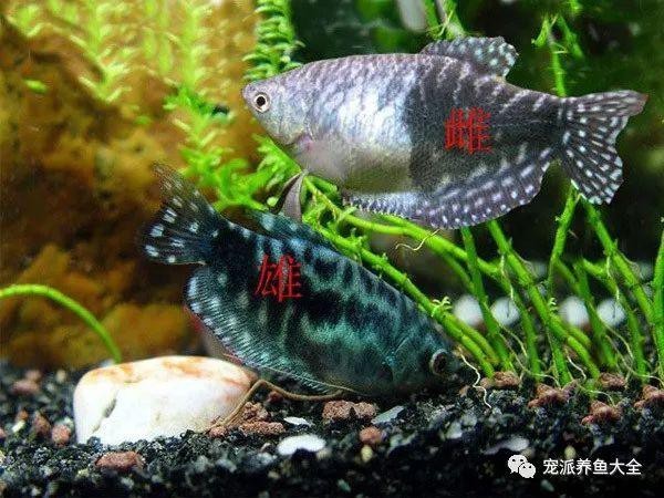 曼龍魚公母區分圖