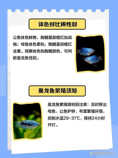 曼龍魚公母區分圖