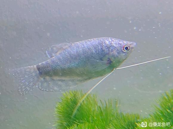 曼龍魚公母區分圖