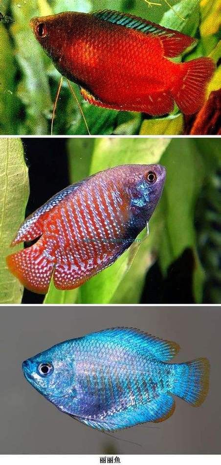 曼龍魚公母區分圖