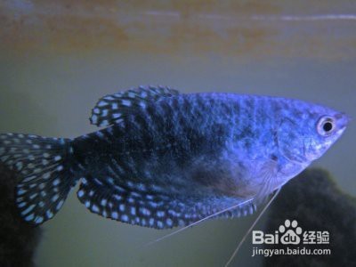 曼龍魚公母區分圖