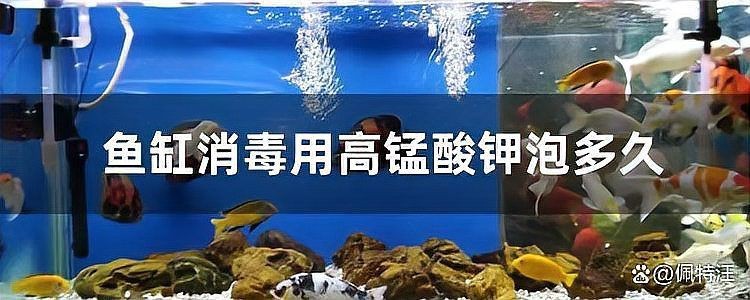 高錳酸鉀消毒魚(yú)缸要多久