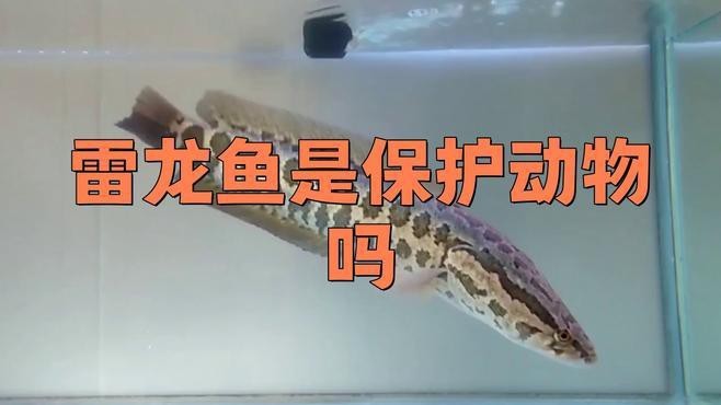 巴卡雷龍魚是保護動物嗎