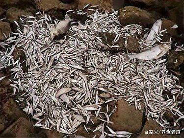 巴卡雷龍魚是保護(hù)動(dòng)物嗎 巴卡雷龍魚是保護(hù)動(dòng)物嗎 龍魚百科 第5張