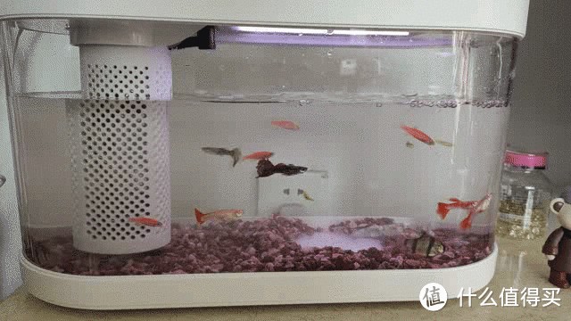 給大魚缸換水的作文:體驗給大魚缸換水的樂趣:體驗給大魚缸換水:給大魚缸換水的作文 廣州市荔灣區旺得福電器經營部(廣州市荔灣區旺得福電器經營部地址) 全國水族館企業名錄 廣州市荔灣區旺得福電器經營部(廣州市荔灣區旺得福電器經營部地址) 廣州市荔灣區旺得福電器經營部(廣州市荔灣區旺得福電器經營部地址) 全國水族館企業名錄