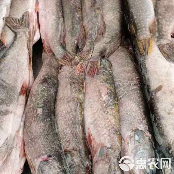狗魚價格多少錢一斤