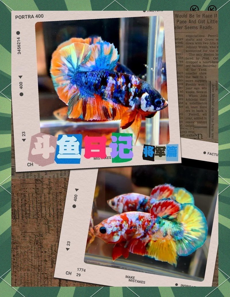 斗魚賽級和s級怎么選