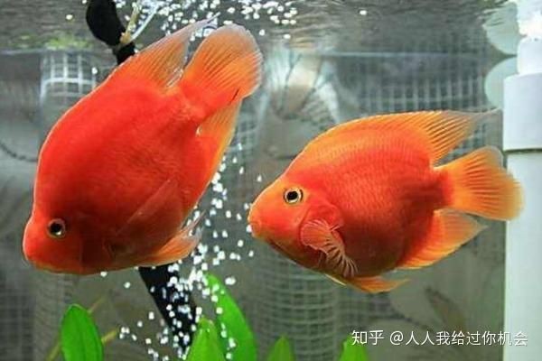 虎鯊和鸚鵡魚混養
