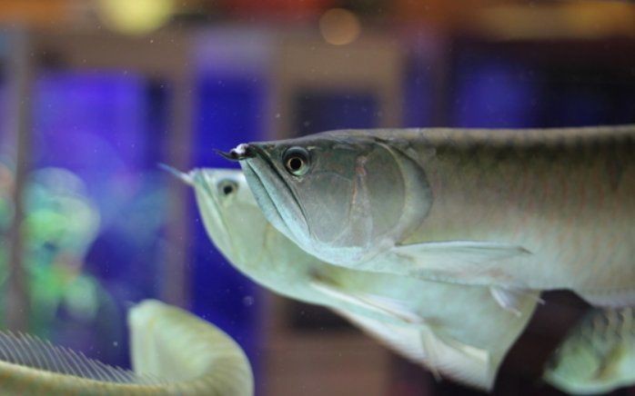 虎鯊和鸚鵡魚混養