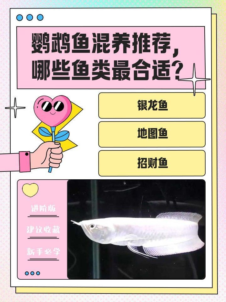 虎鯊和鸚鵡魚混養