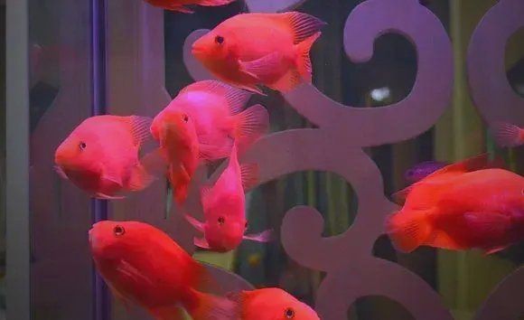 虎鯊和鸚鵡魚混養