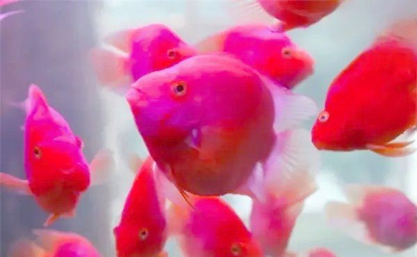 虎鯊和鸚鵡魚混養