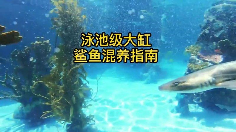 虎鯊和鸚鵡魚混養