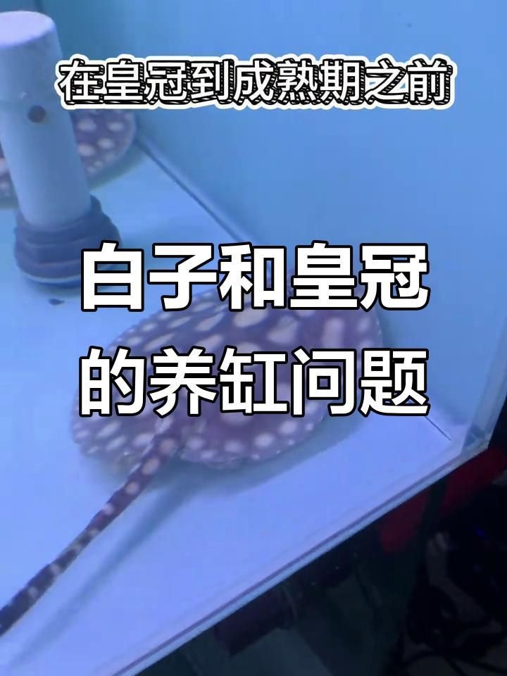 皇冠黑白魟魚好養嗎