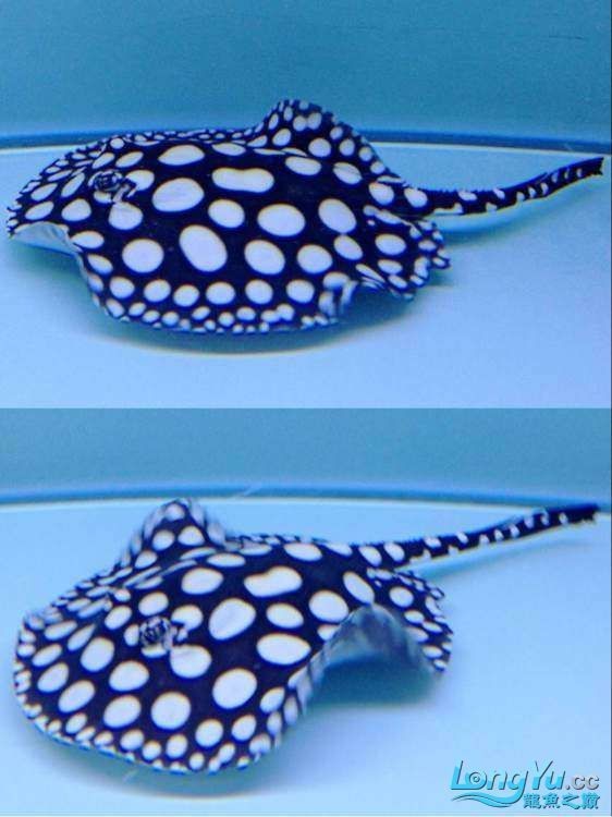 皇冠黑白魟魚好養嗎