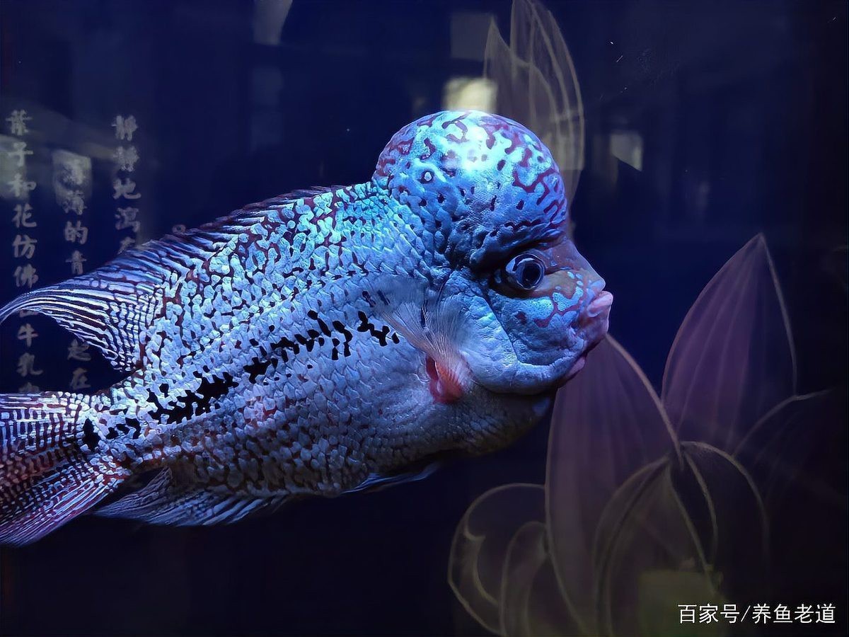 龍魚缸燈正確擺放位置