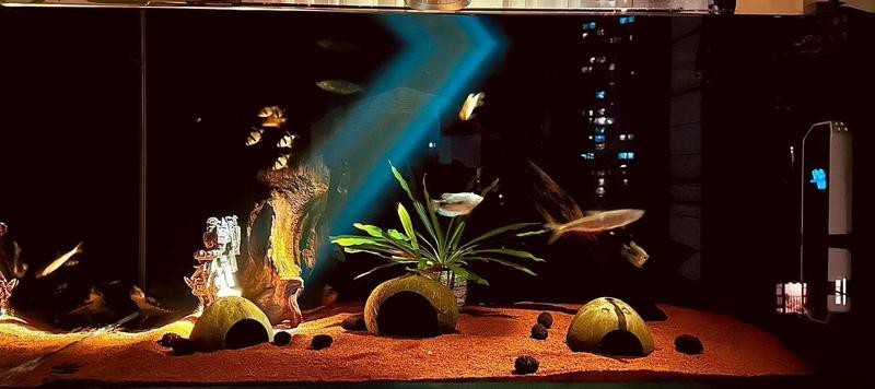 龍魚缸燈正確擺放位置