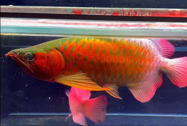 紅龍魚戰車品種圖片