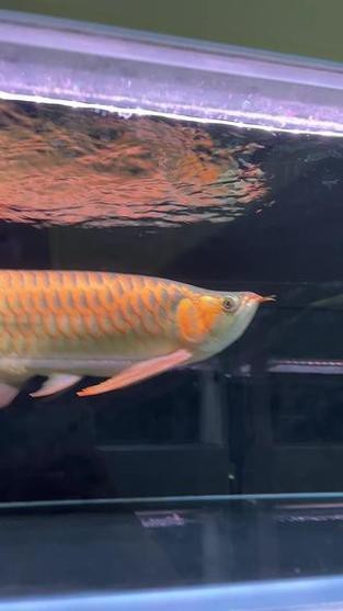 紅龍魚戰車品種圖片