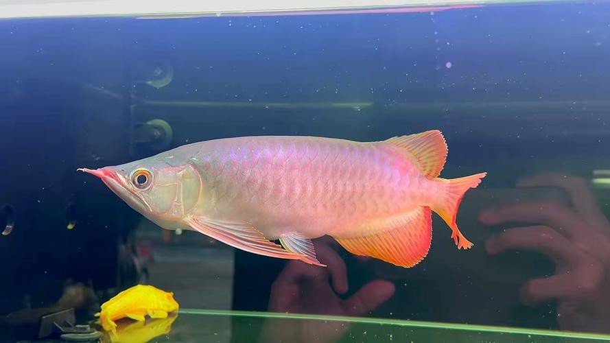 紅龍魚戰車品種圖片