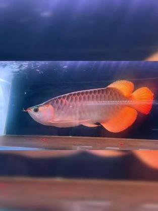 紅龍魚戰車品種圖片