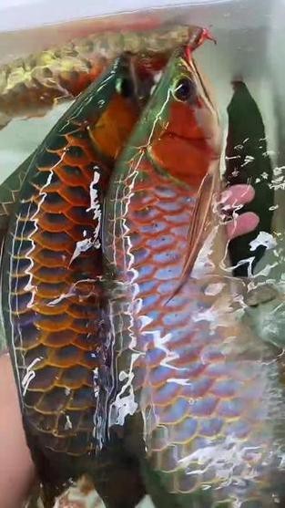 紅龍魚戰車品種圖片