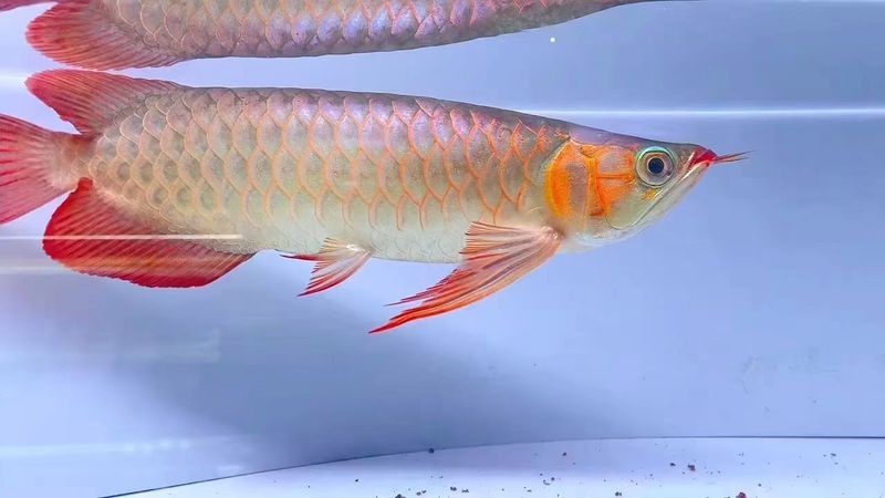 紅龍魚戰車品種圖片