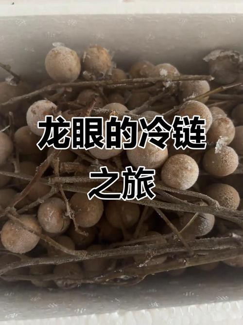 新鮮龍眼冷凍后還能吃嗎？